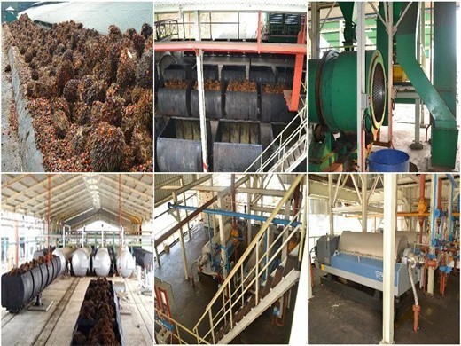 palm oil production european palm oil alliance in Zambia